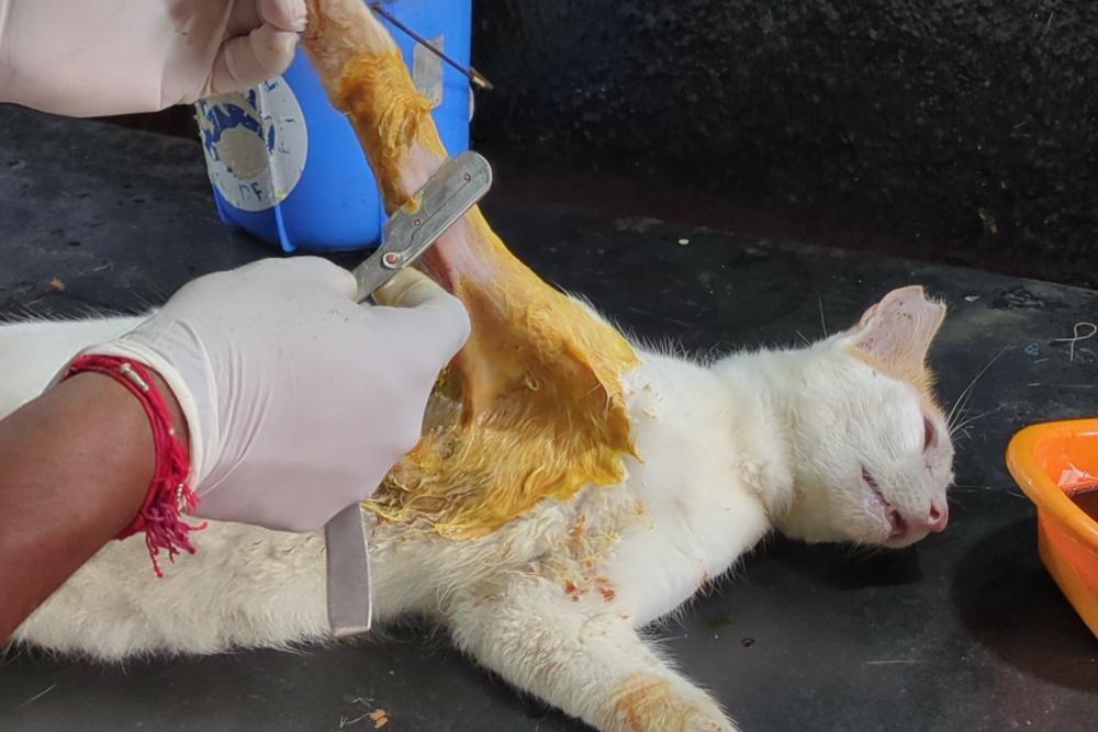 Figure 1 - Straight razor used to shave area around a wound, before lavage.