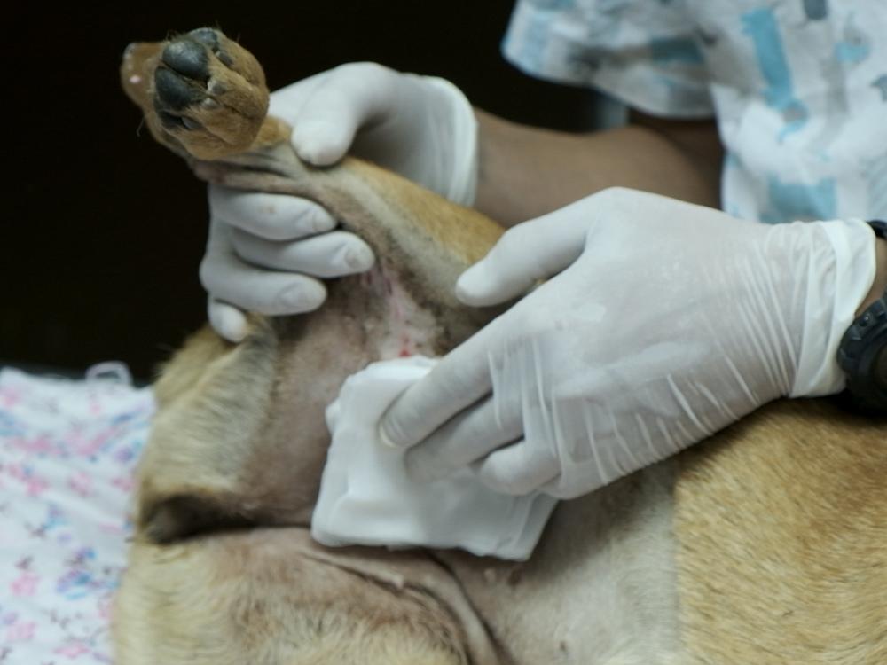 Figure 1 - Applying pressure with gauze is a key way of controlling bleeding.