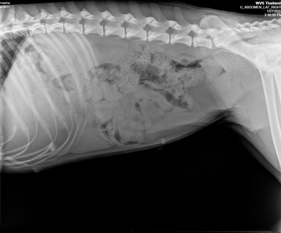 Figure 1 — Hepatomegaly alongside reduced abdominal contrast and constipation. The liver can be seen ventrally, just caudal to the last rib.