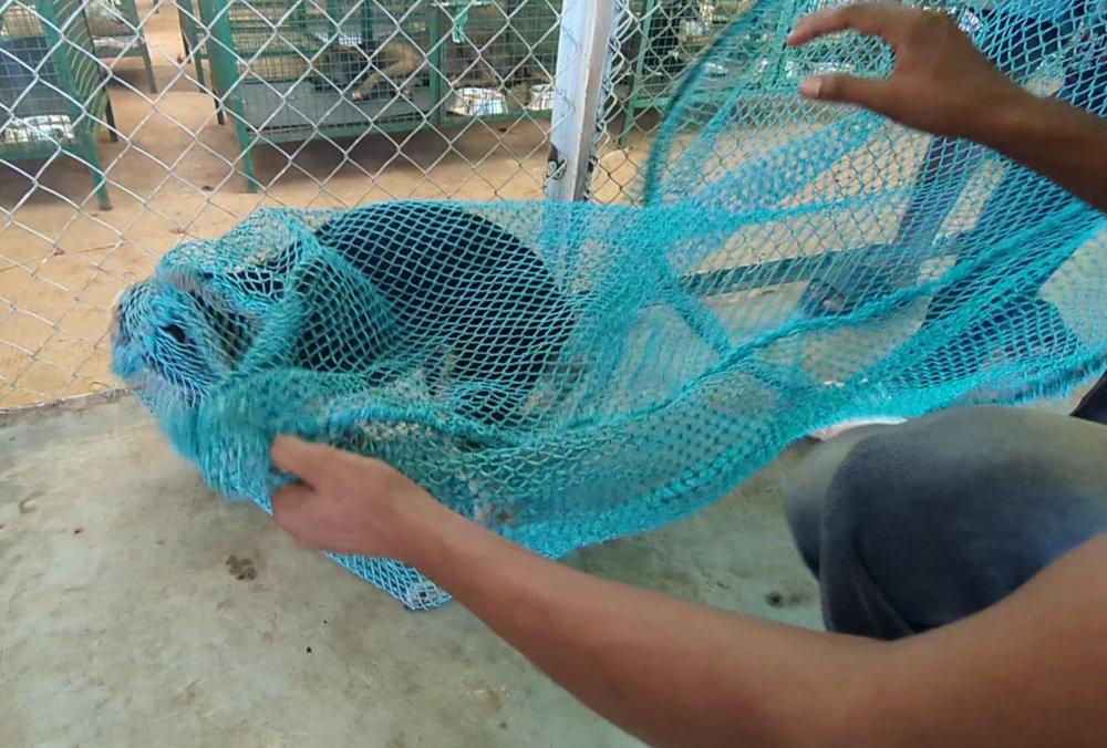 Figure 5 - Dog encouraged to walk to the end of the net.
