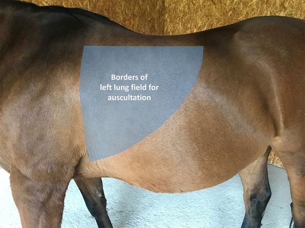 Inflammatory
