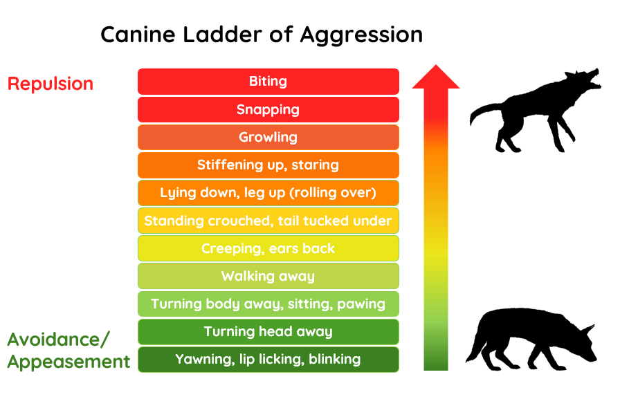 Figure 1 - Adapted with permission from BSAVA and Kendal Shepherd. Canine Ladder of Aggression concept developed by Kendal Shepherd.