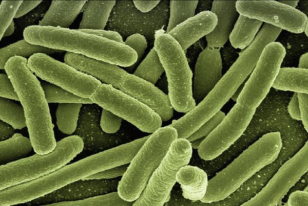 Antibiotic Resistance
