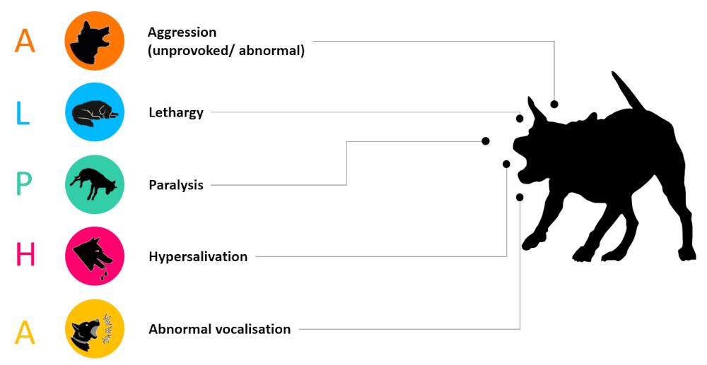 Figure 3 - Typical symptoms of RABV infection. Any combination of these may be seen.