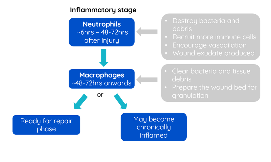 Inflammatory stages