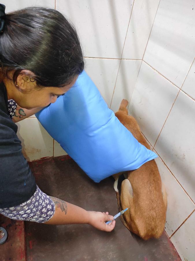 Figure 2 - A clinician uses a handling pillow to distract a dog, whilst delivering an injection.