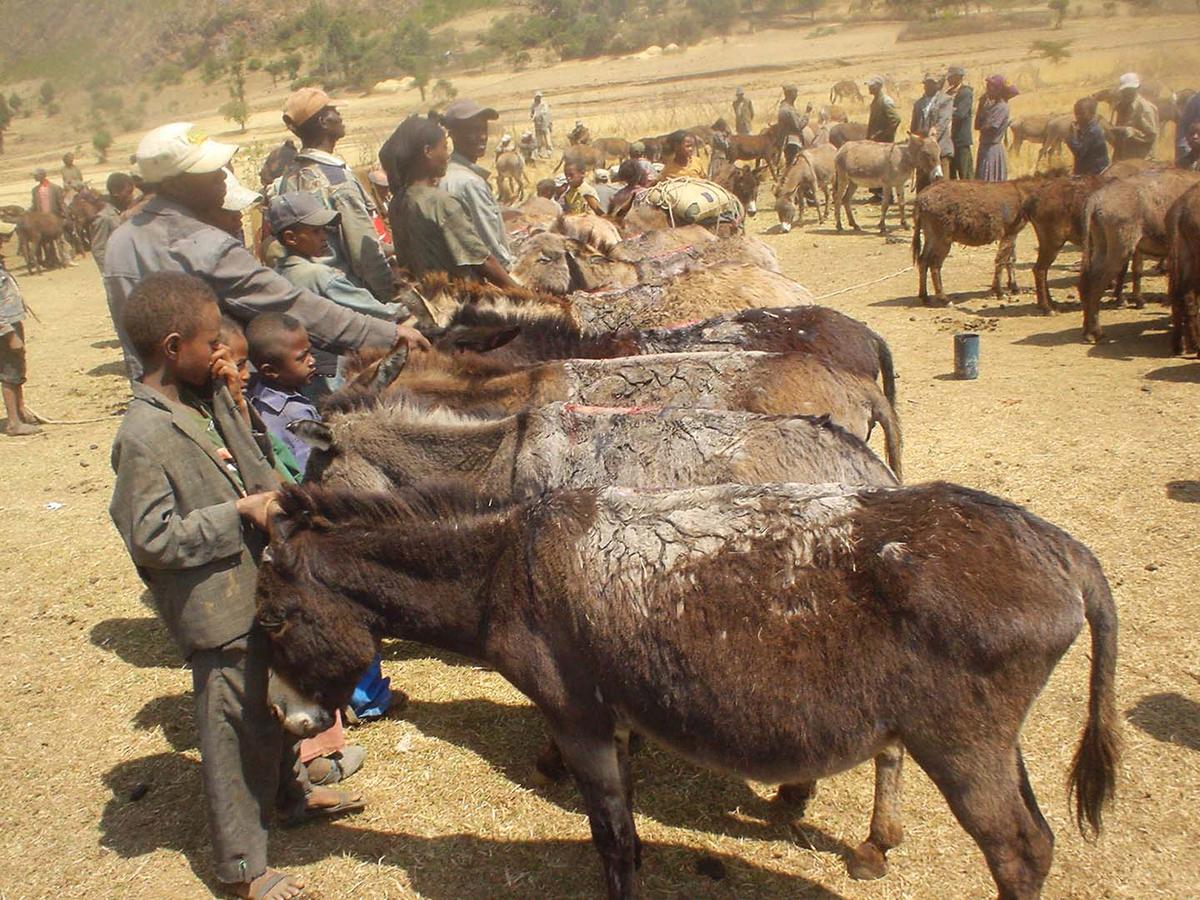 Figure 13 These donkeys in Ethiopia have pack saddle wounds that have been given local treatment by covering them in soil. This puts them at risk of soil borne infection such as tetanus