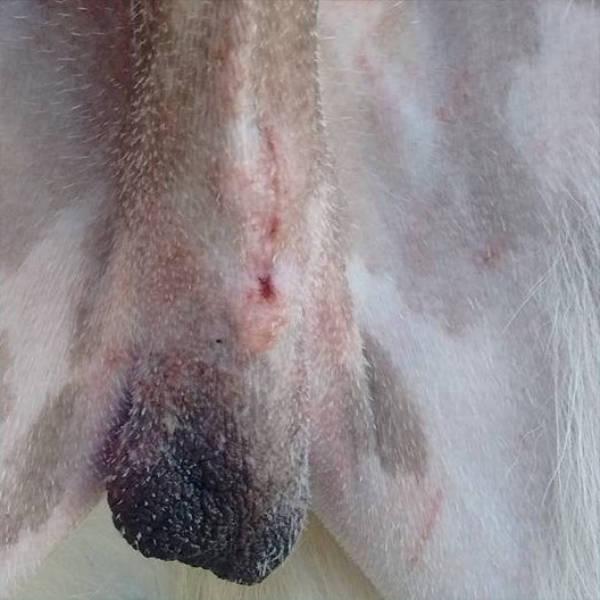 Accurate tissue apposition encourages effective wound healing and minimises the risk of infection.