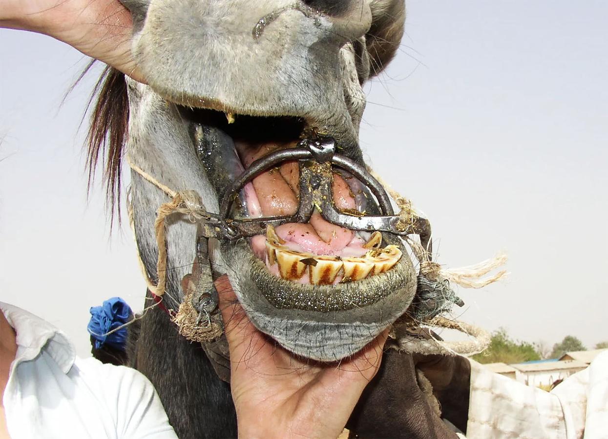 Figure 6 Placement of the bit shown in Figure 5 in a horses mouth