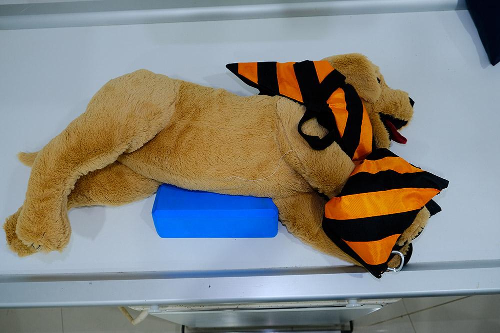 Figure 5 — Forelimbs have been pulled cranially and sandbags have been added to hold them in position.