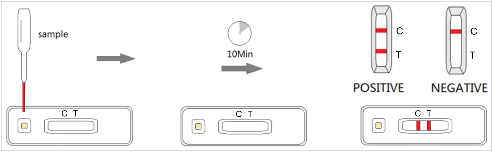 Figure 2 - Test procedure for a Rabies lateral flow device