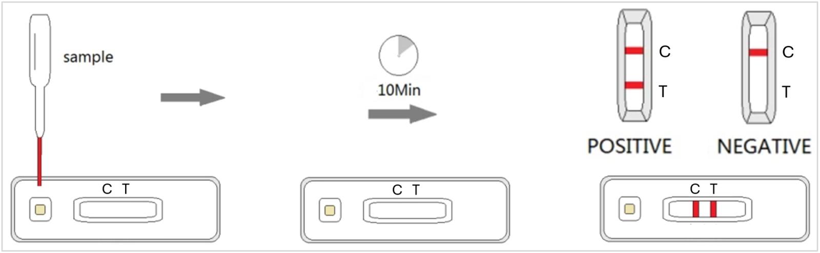 Figure 2 - Test procedure for a Rabies lateral flow device
