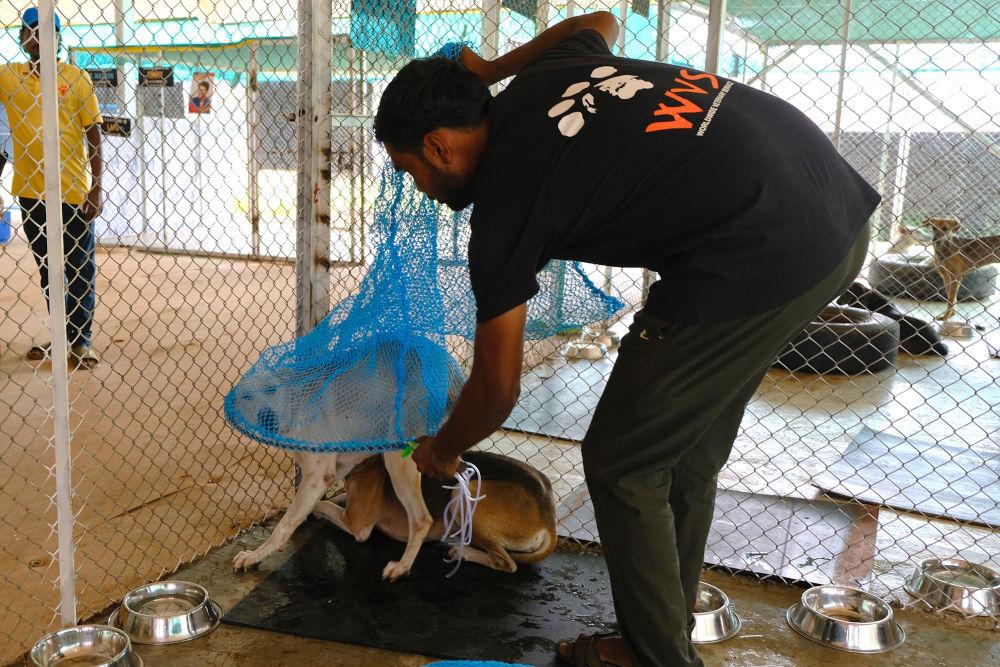 Figure 4 - Ring net gently placed over the dog.   