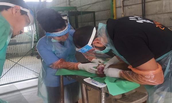 Rabies Sampling
