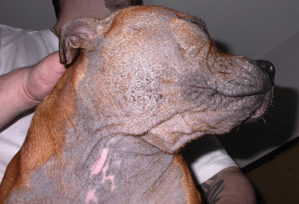 Figure 2 - Generalised demodecosis in an adult dog.  When observed in adult dogs this should signal concern for an underlying issue affecting the immune system.