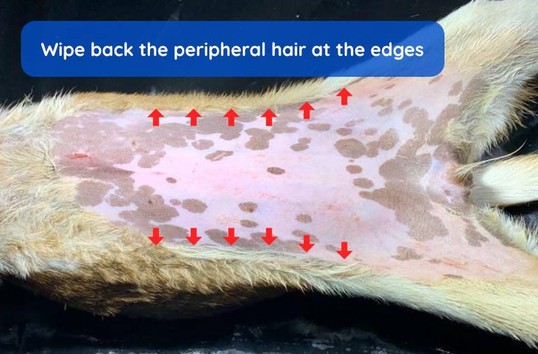 Figure 7 - Wipe back the peripheral hair at the edges.