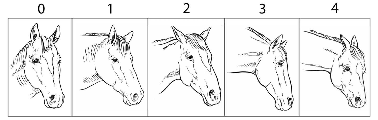 Figure 4 Facial expressions scoring as classified by Colorado State University © 2007 JE Blossom, PW Hellyer, PM Mich, NG Robinson, BD Wright.
