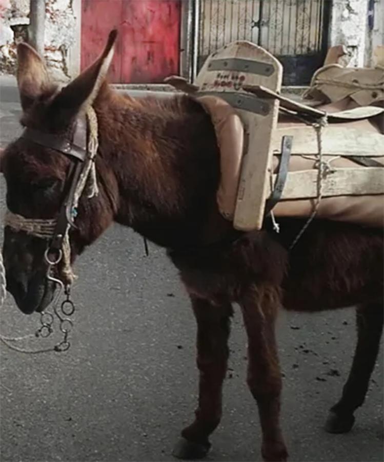Figure 3 A larger pack saddle that may accommodate a person