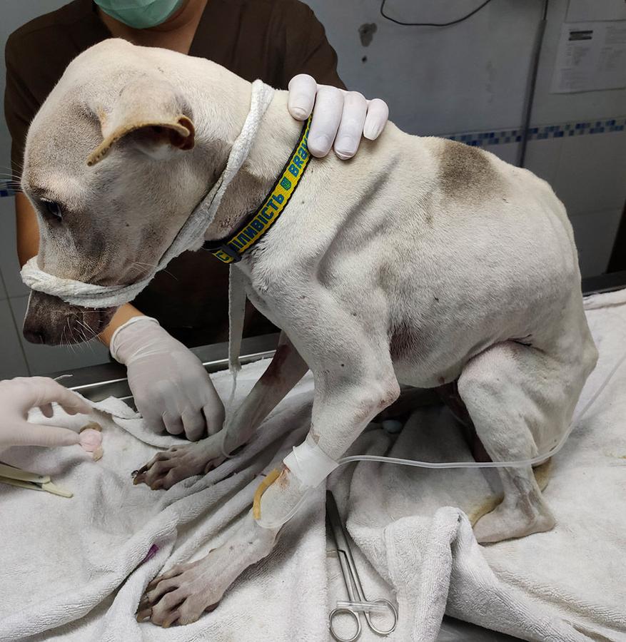 Figure 3 — A dog suffering from weight loss of unknown cause