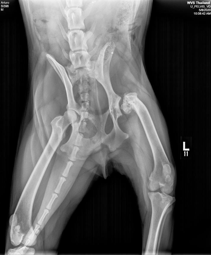 Figure 2 — The left marker is seen associated with the left leg. This is a ventrodorsal radiograph, meaning the patient is lying on their back.