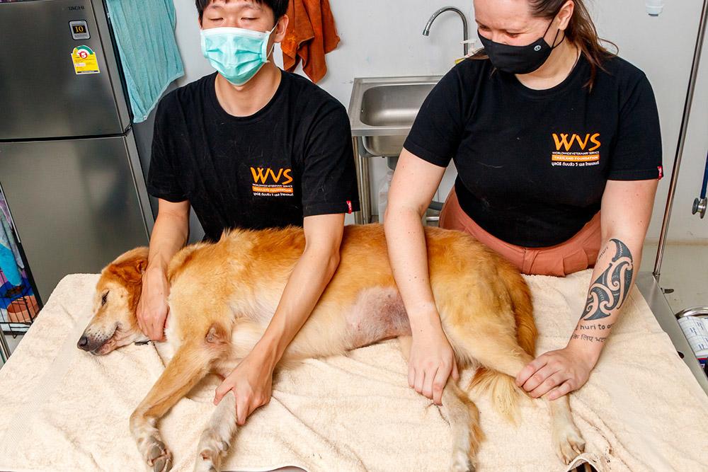 Figure 4 - The dog is secured in lateral recumbency by two handlers.