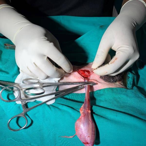 Tying a secure ligature ensures effective haemostatis.