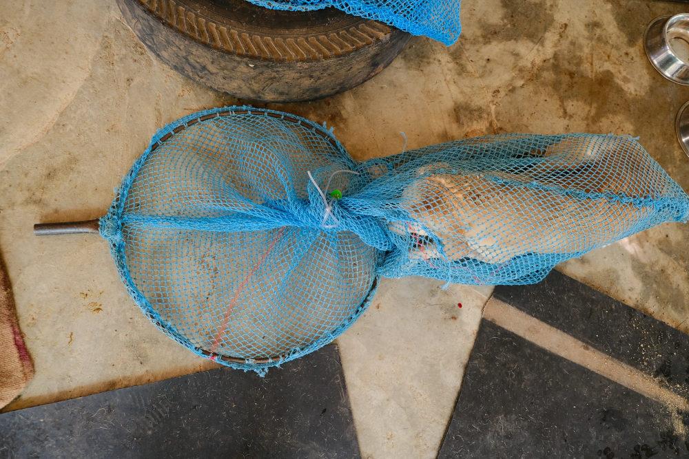 Ring net, with a dog restrained inside.