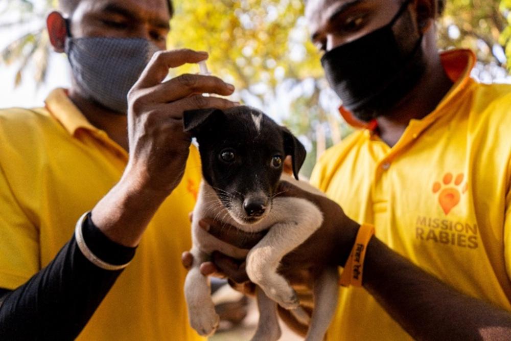 Figure 1 - Door-to-door teams focus on the vaccination of owned dogs by travelling through a community house-by-house.