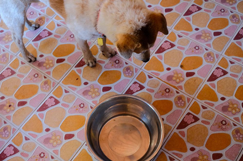 Figure 1 — Withhold food for 6 hours prior to radiographs.