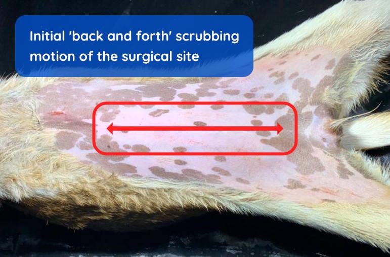 Figure 2 - Initial 'back and forth' scrubbing motion of the surgical site.
