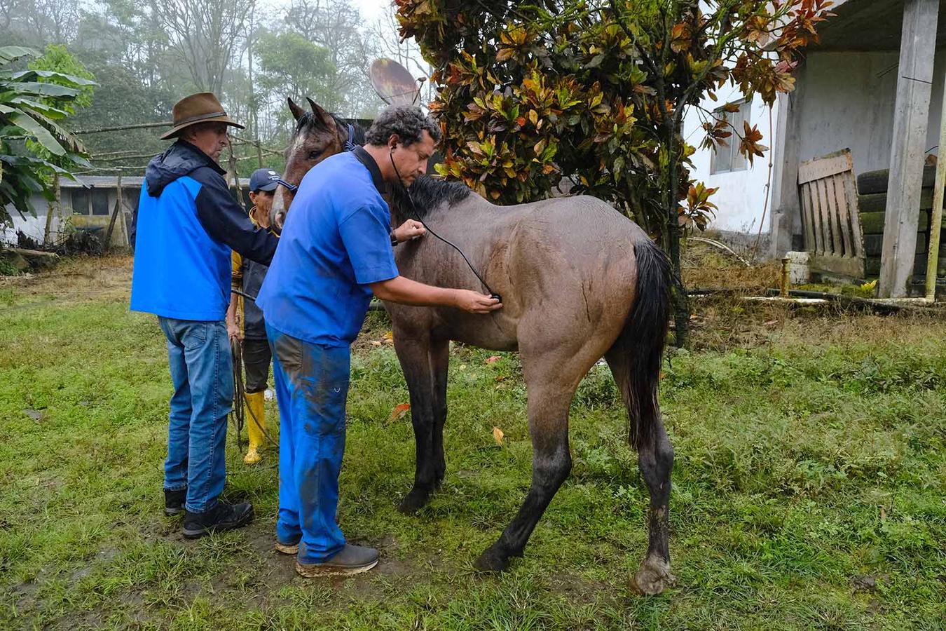 Figure 2 Pre-op check of a pony