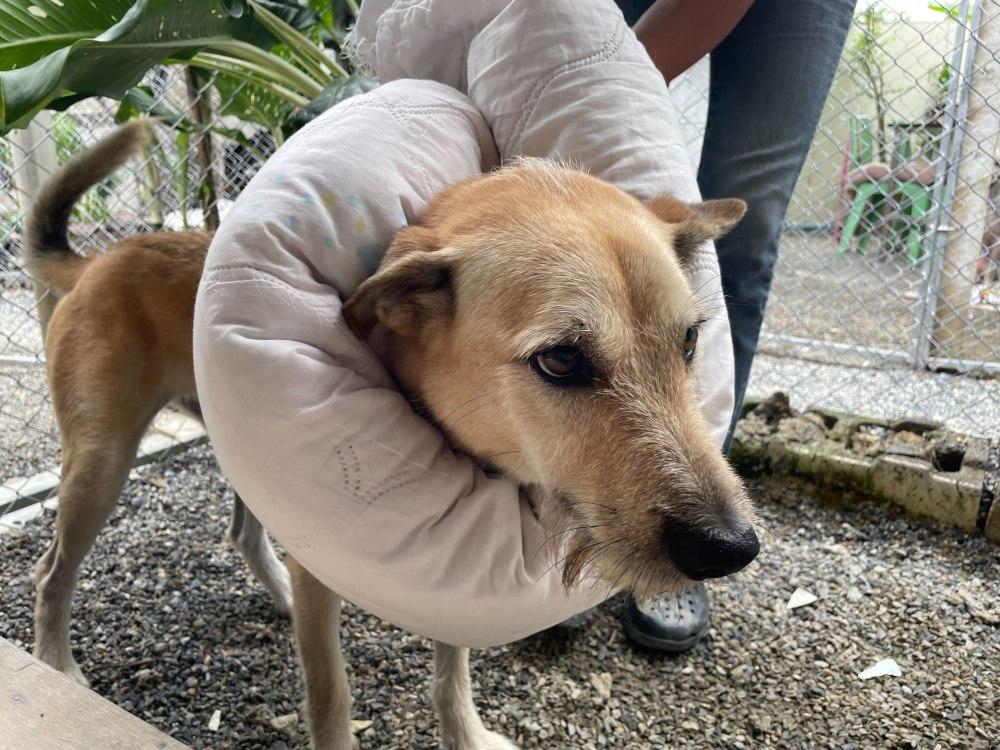 Figure 1 - Clinician uses towel to assist with dog restraint.