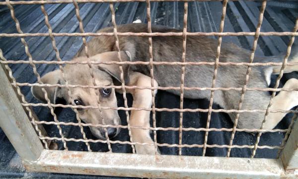 Parvovirus