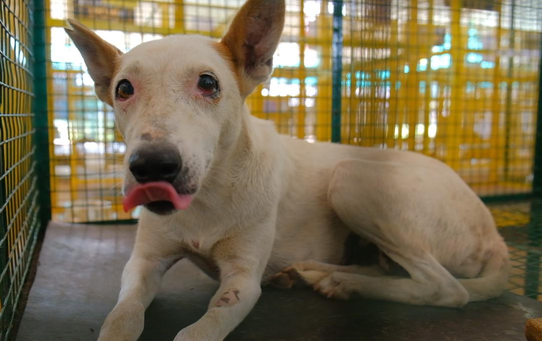 Figure 2 - Lip licking during approach may be appeasement behaviour, which can be a sign of anxiety.