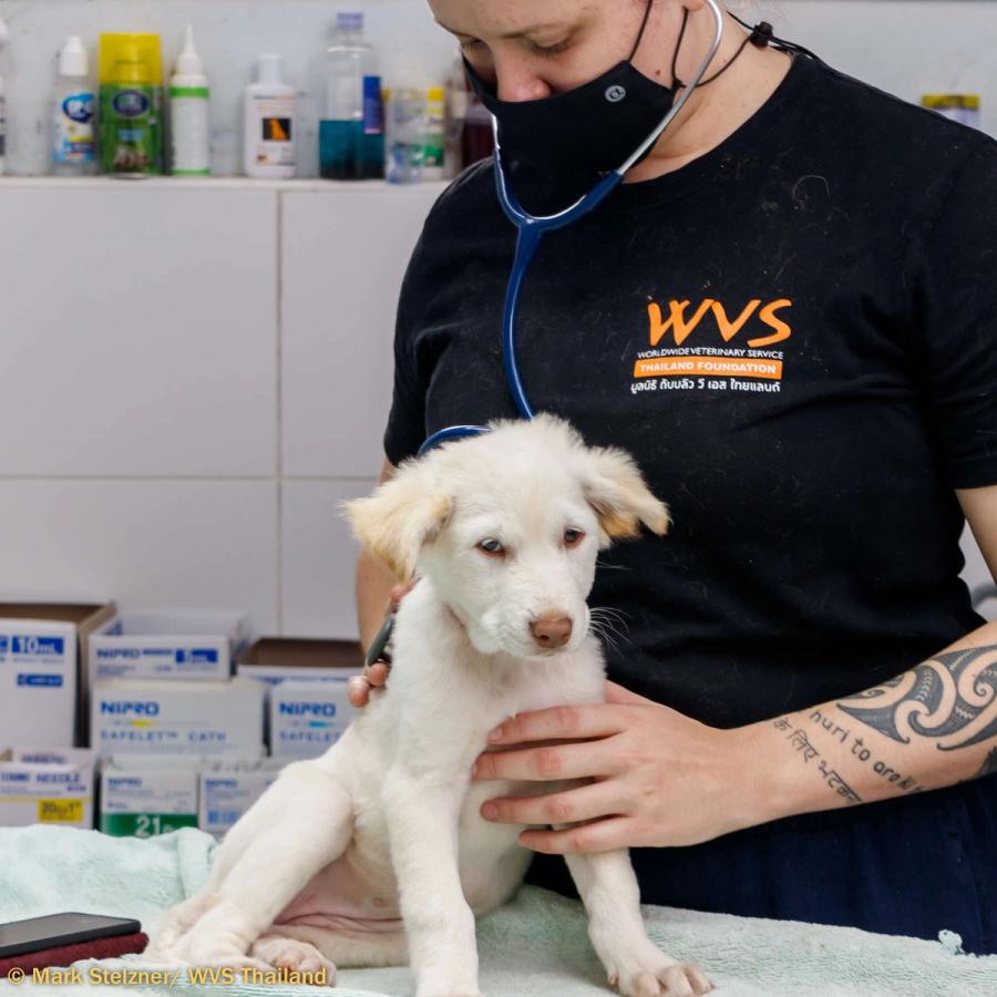 Figure 1 - A high level of awareness is required during veterinary procedures so you may respond appropriately to the dog’s behaviour.