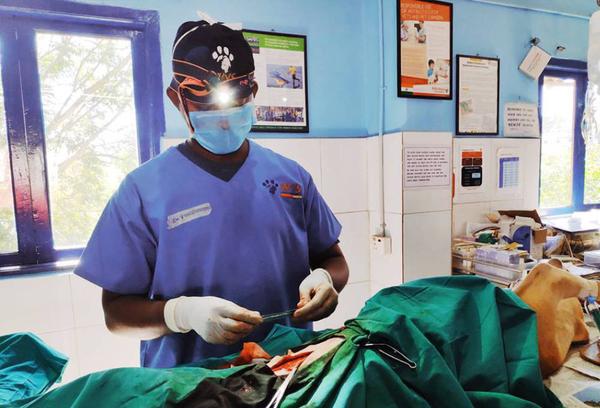Canine Ovariohysterectomy