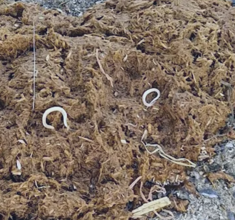 oxyuris equi sometimes seen in the faeces