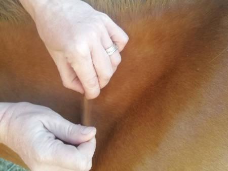Figure 3 - Pinch the skin in front of your injection site.