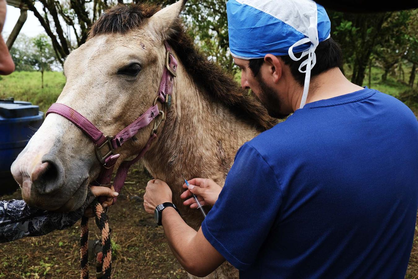 Figure 2 Sedation before inserting an intravenous catheter allows for accurate catheter placement in a nervous equine