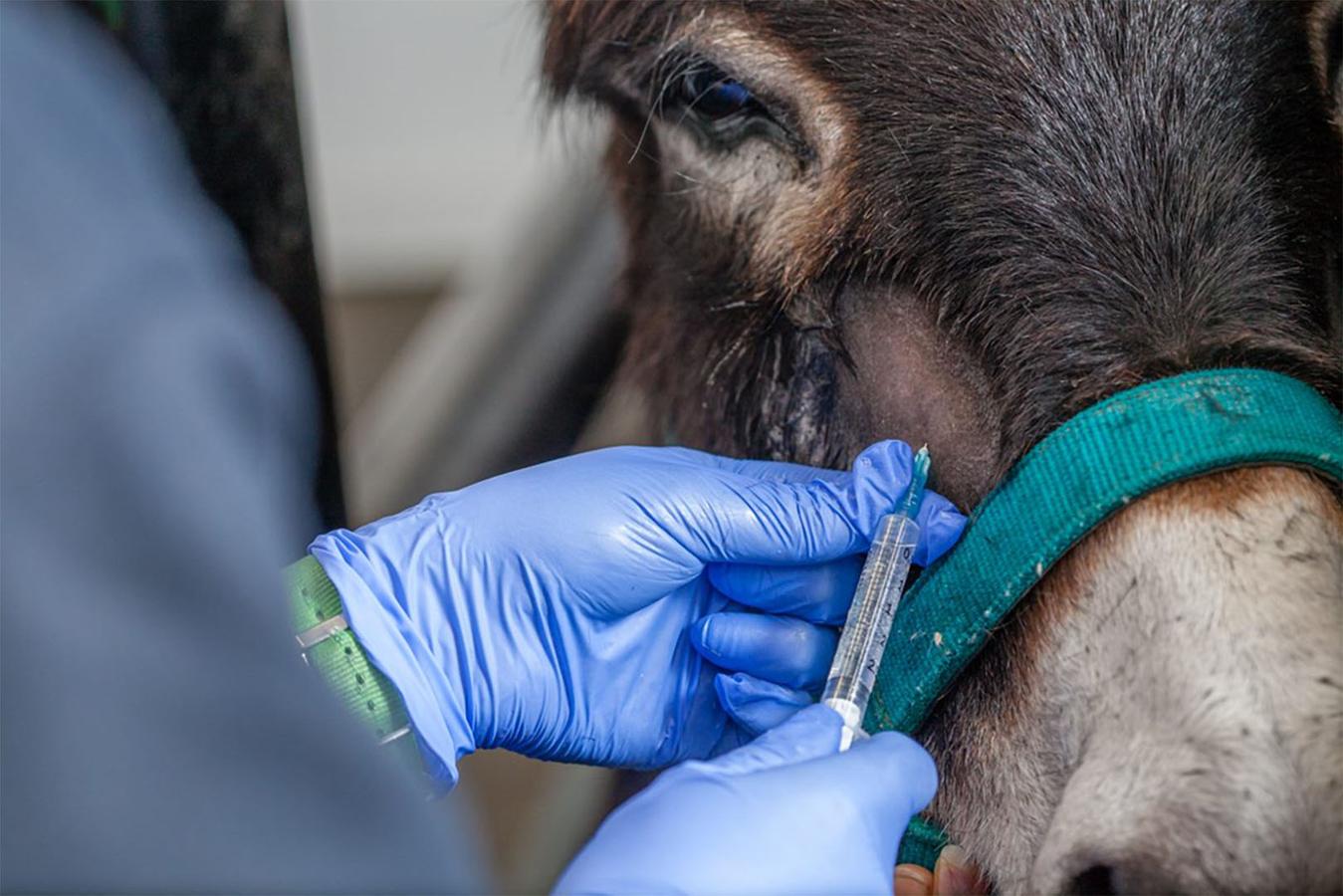 Figure 1 Using an infraorbital block to reduce sedation requirements for a dental extraction in a donkey