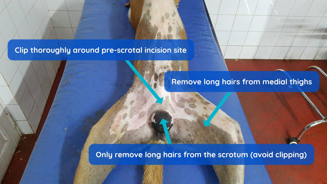Figure 4 - Surgical margins for a dog castrate.