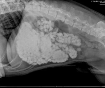 Figure 2 — A dog has eaten a large number of small rocks, causing a stomach blockage.