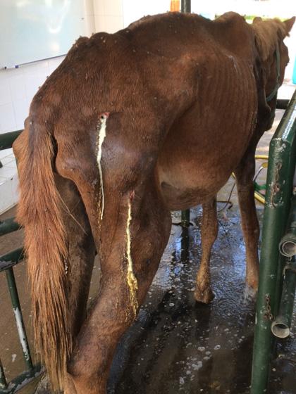 Figure 1. Small wounds in a severely emaciated and debilitated animal may be slower at healing and pose a higher risk than larger wounds on a healthy fit individual.
