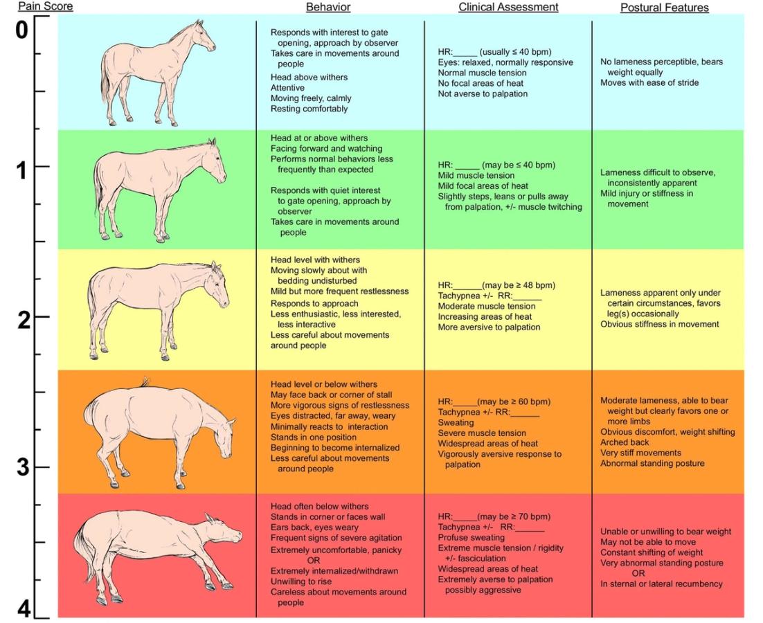 Figure 2 Equine pain scale produced by Colorado State University. The scale is designed to be used in the context of the clinical presentation of each animal.