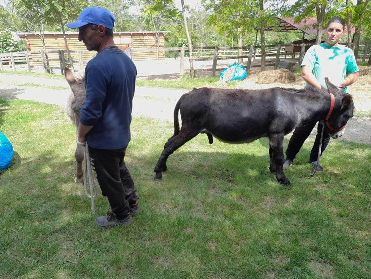Figure 1 These donkeys are being supported in the shade during recovering after castration