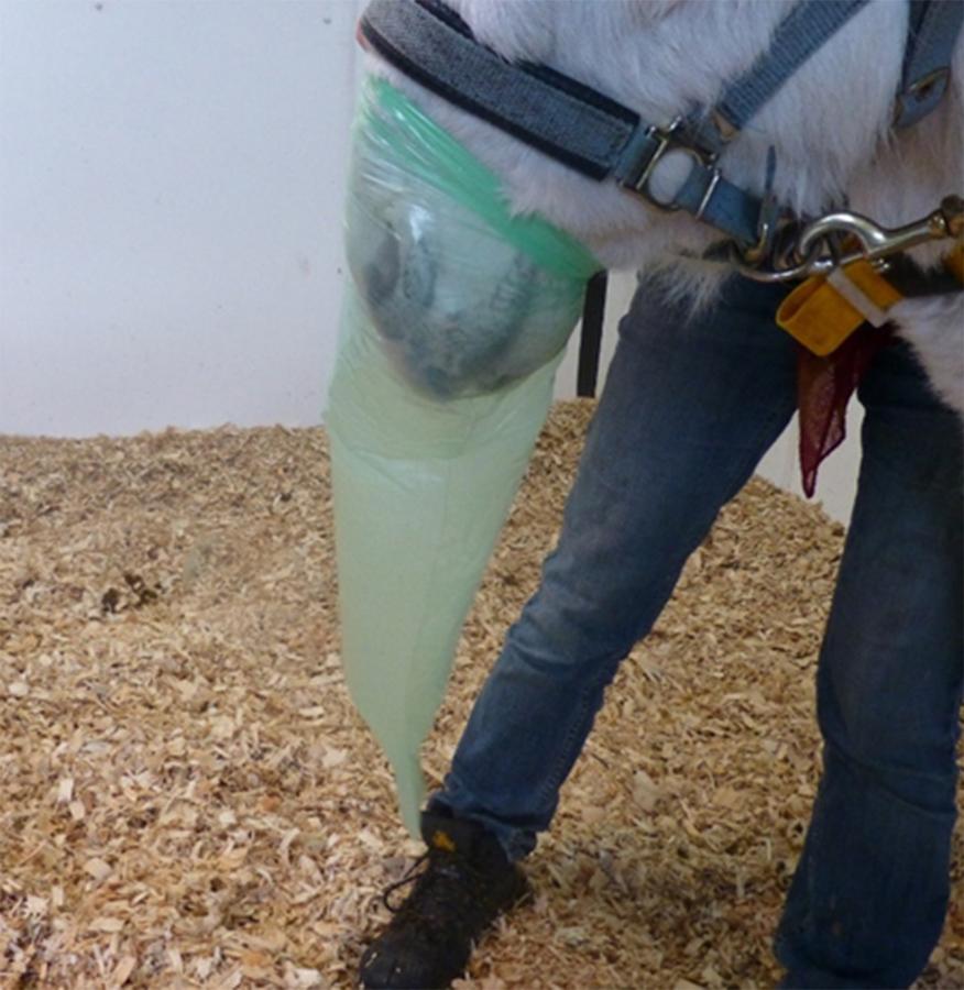 Figure 3 A rebreathing bag-using a rectal glove can help accentuate subtle respiratory sounds