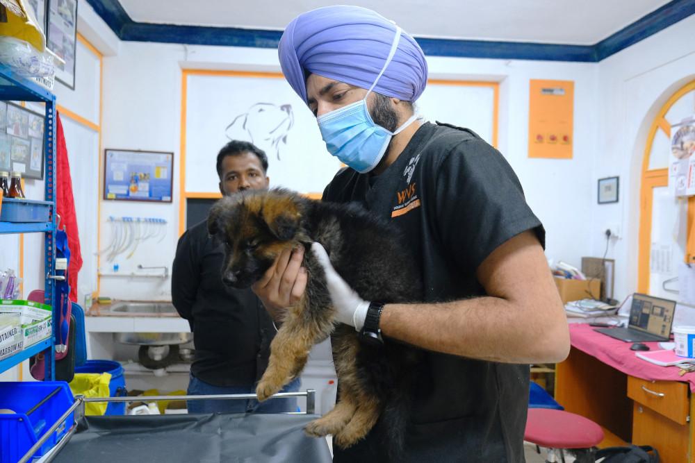 Figure 6 - Clinician holds puppy for injection.