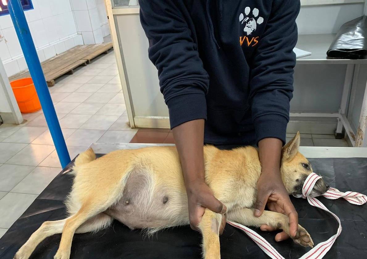 Figure 2 - Showing a method of restraining a dog in lateral recumbency for IV catheter placement; one arm focuses on raising the vein whilst the other forearm gently rests behind the ears to prevent the dog's head from turning.