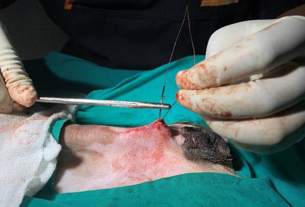 Suturing And Knots