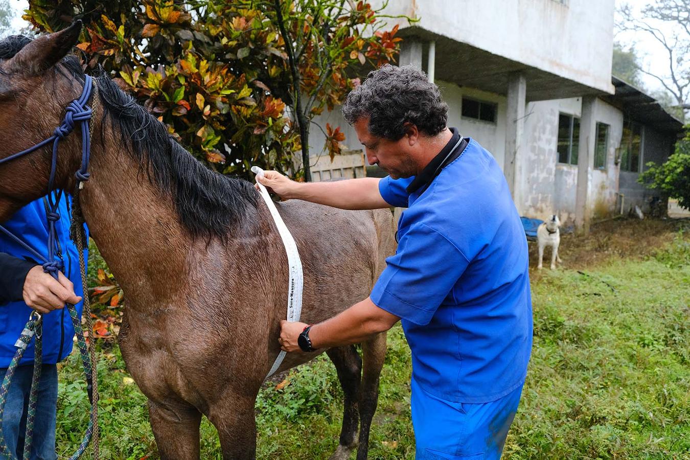 Figure 4 Correct use of a horse weight tape prior to calculating drug dosages
